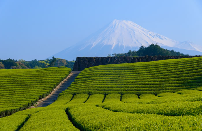 静岡県の葬儀は合理的?香典の中身をその場で確認するなどの特徴的な慣習